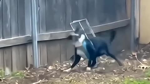 Try to not laugh | Funny Pets | Hilarious Animals | Cats & Dogs