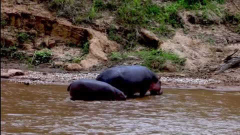 Mother hippo escorts her baby across dangerous African river