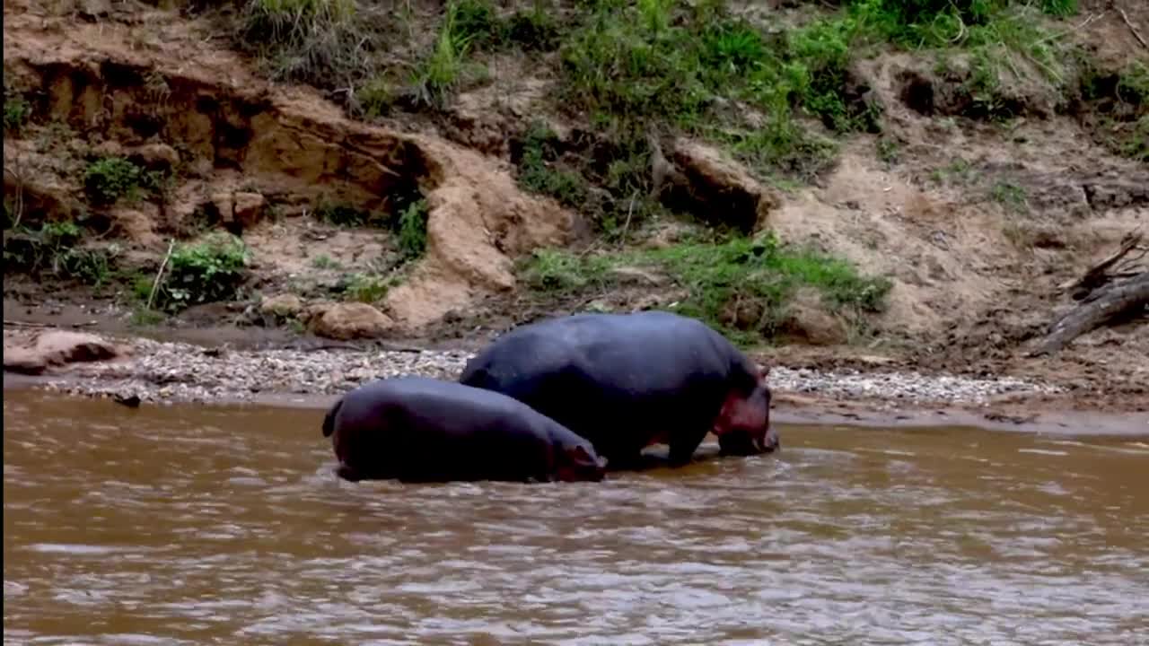 Mother hippo escorts her baby across dangerous African river