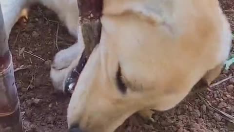 The dog howled and slunk away.