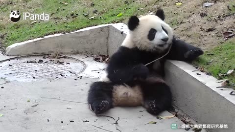 A bear