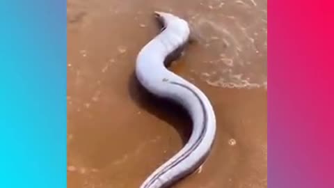 Unique animals