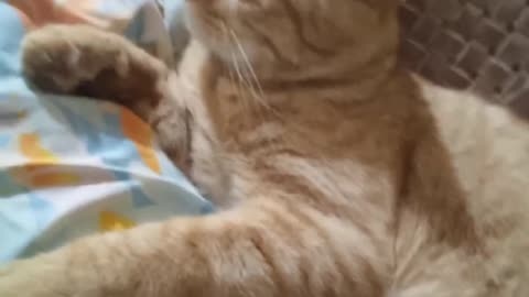 Cat watching youtube