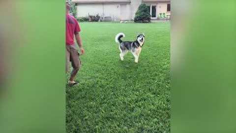 Funniest Animal Videos 😃 - Funny Cats invited to the Dog Party #5
