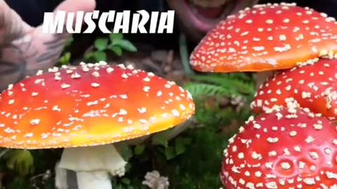 Mushroom hunting and cooking