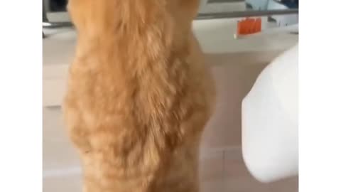 Funny and Cute Cats Videos #165