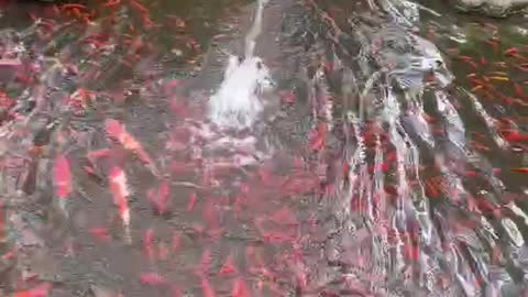 There are many little goldfish here