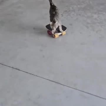 Pro Skater Cat 😂