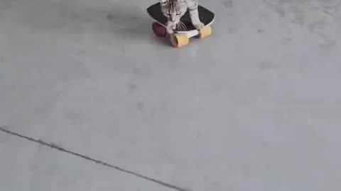 Pro Skater Cat 😂