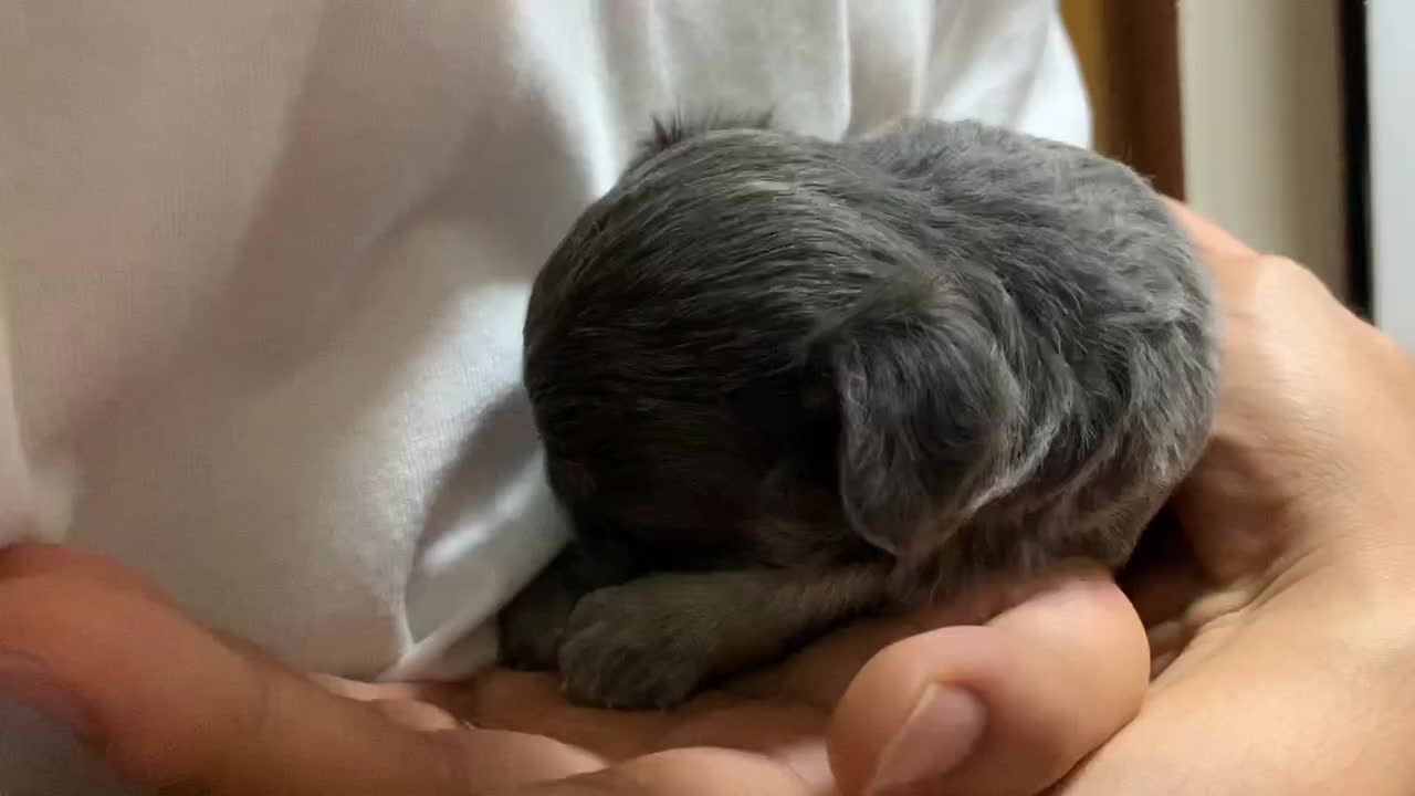 There are 4 puppies who were just born.