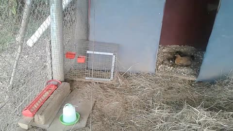Chicks 9 days old