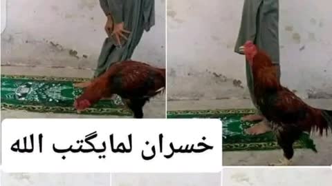 سبحان الله جميع المخلوقات تسبح