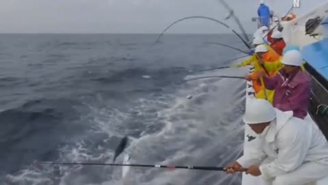 Skipjack tuna fishing part 01
