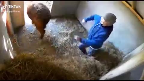 Animals videos