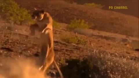 Shocking Moments When Painful Loins Are Attacked By Other Animals