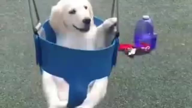 Top ten dogs that detected cancer in their masters before doctors did