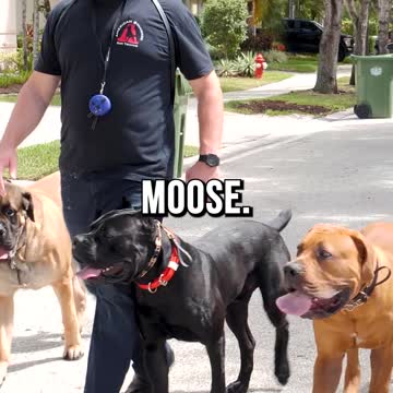 Off-Leash Heeling 4 Mastiffs at Once