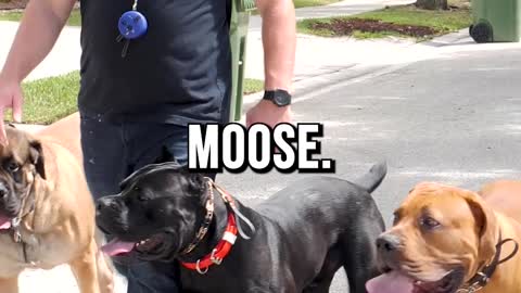 Off-Leash Heeling 4 Mastiffs at Once