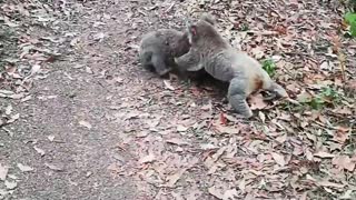 Koalas Have Noisy Quarrel