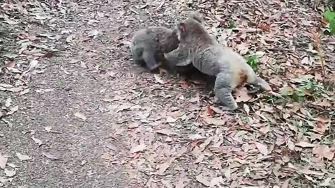 Koalas Have Noisy Quarrel