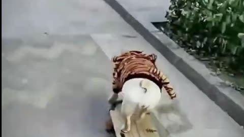 Funny Dog video and cat video