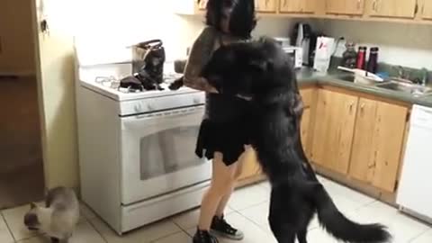 Dog very funny 😄 moment