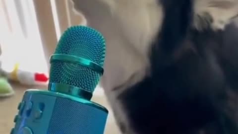 Funny video animals