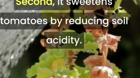 Top 3 Benefits of Using Baking Soda in Your Garden | Gardening Hacks #shorts #gardening #tips