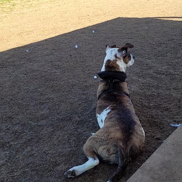 Brandy Chilling at the Dog Park