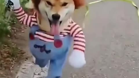 🐶 dog