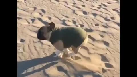 1 Min Dog Funny Part