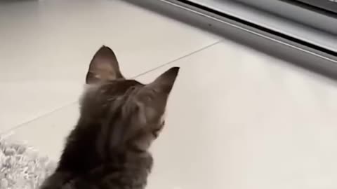 Funny animal 🤣🤣🤣🤣🤣