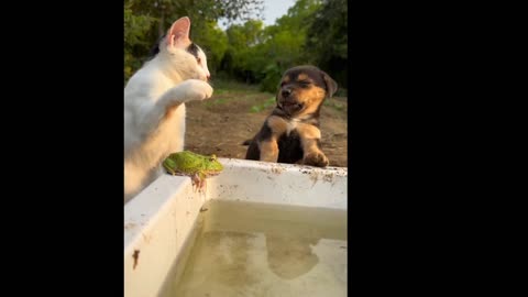 Cat funny video