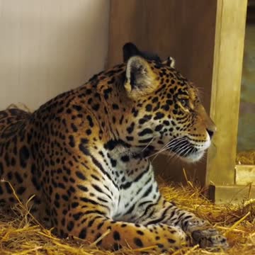 compilation | baby animals 79 | cute animals 79 | kids #shorts