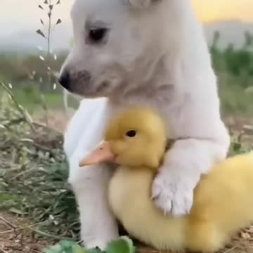 Superb example of friendship and playing