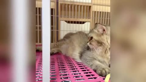 Funny videos
