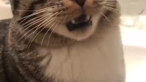 Cats are shocked by what they see, husky is afraid