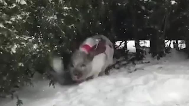 Dashing through the the fully embraces the on a snowy day in Montréal.