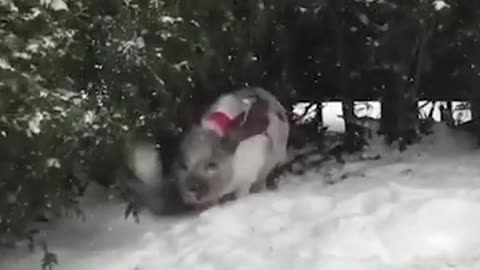 Dashing through the the fully embraces the on a snowy day in Montréal.