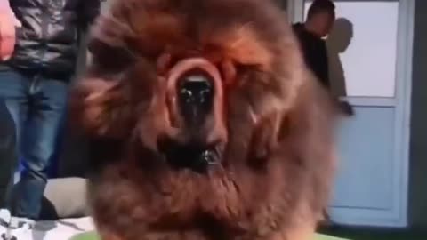 Big Chow Chow Dog😱😨