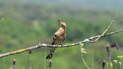 beautiful birds💚💚💚