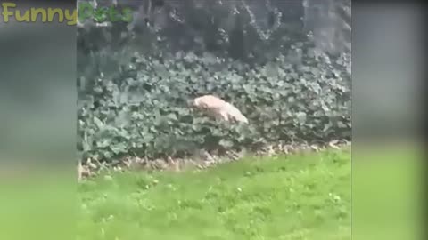 best funniest animal videos 2023 😂 funny cats and dogs 😹🐶