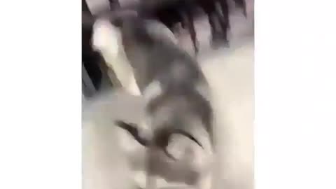 Funniest Siberian Husky Dog Videos 😁😇 Best Funny Animal Videos 2022 😺 Funny Dog Videos 2022 😁