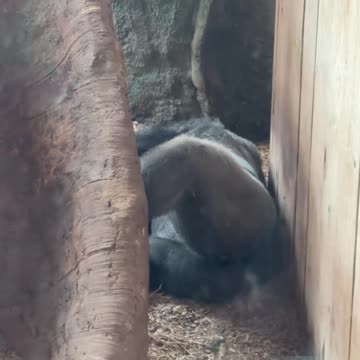 Toronto zoo gorillas no service for visitors