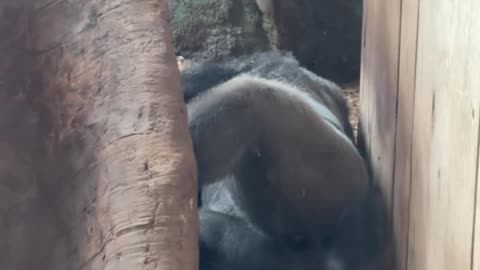 Toronto zoo gorillas no service for visitors