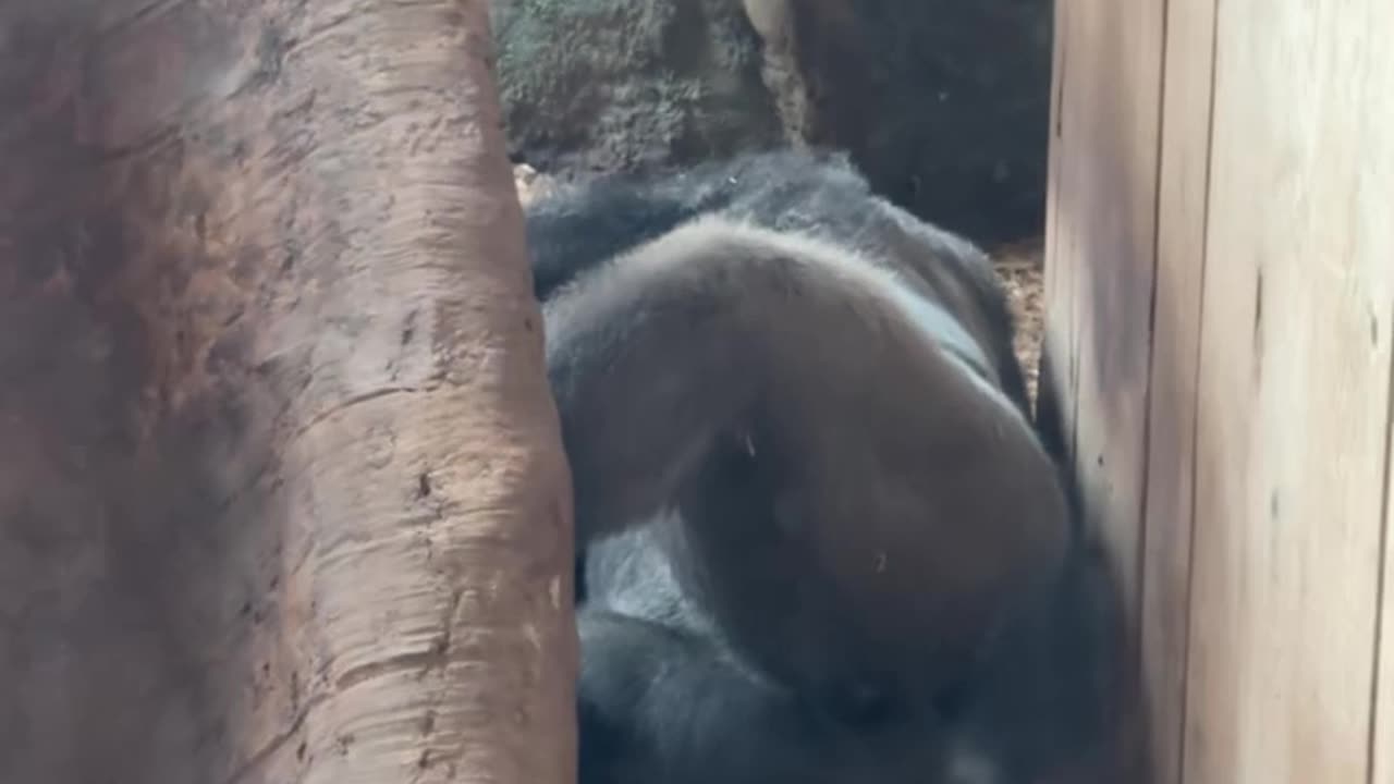 Toronto zoo gorillas no service for visitors