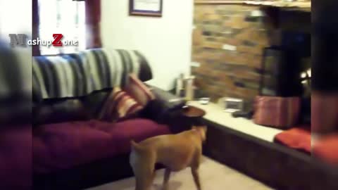 Top 10 Funny Dog Videos 2021