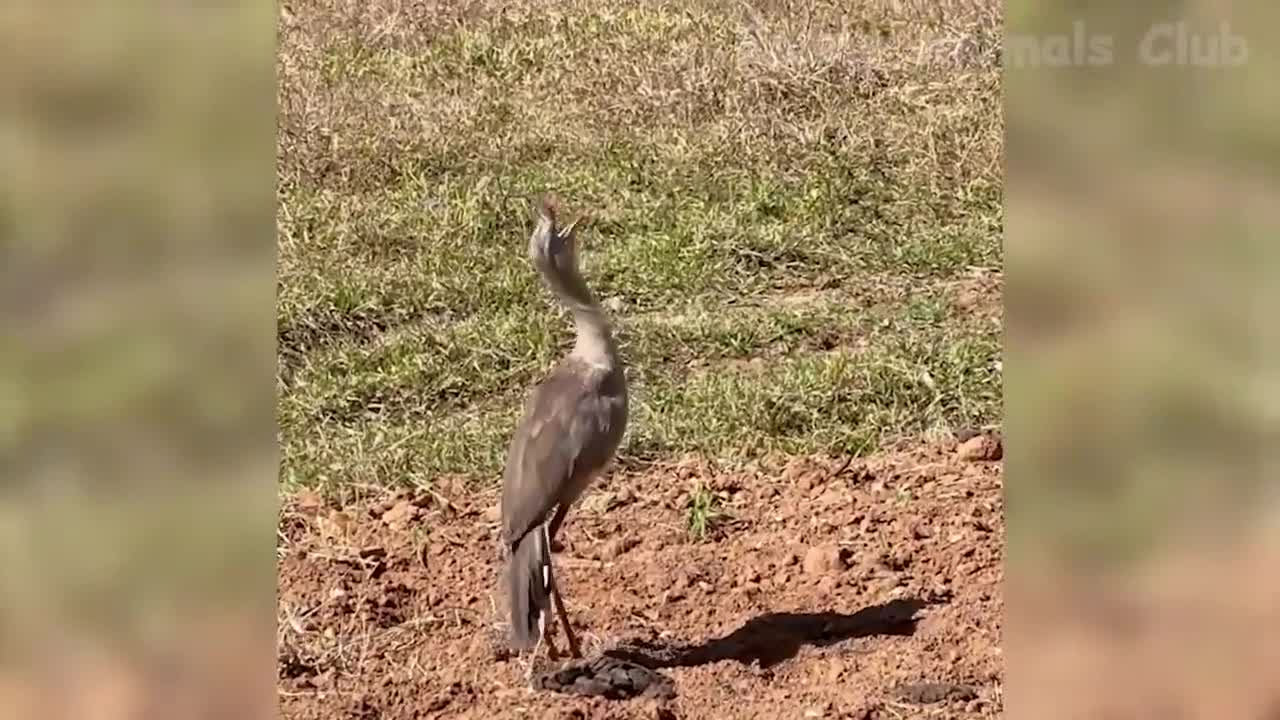 funny pets