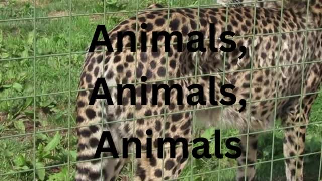 Animals Animals Animals