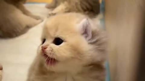 cute little kitty